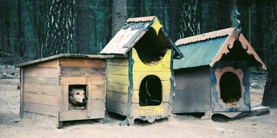 Onder de honderden verwaarloosde dieren onder meer honden en katten