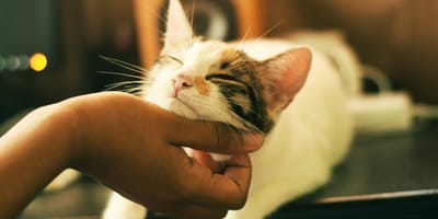 Onderzoek toont verband tussen het hebben van een kat en een mentale aandoening