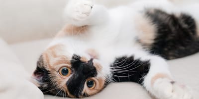 onicectomia nel gatto