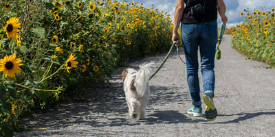 Op veel plekken in Nederland staalslakken die giftig zijn voor honden