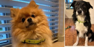 Oplichters grijpen winactie van politie aan om mensen op te lichten