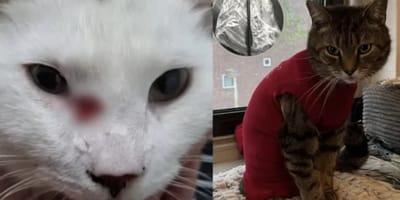 Opnieuw kat beschoten in Eindhoven