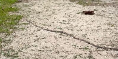 oruga-procesionaria-del-pino-en-el-campo