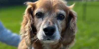 Oscar is op zoek naar een nieuw thuis. Adopteer jij hem?