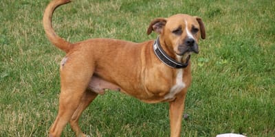 Osslo, hond ter adoptie