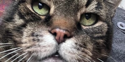 Othello, un chat de 15 ans