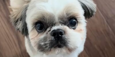 Otto le chien