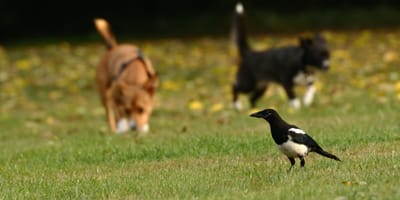 Overheid komt met gratis vogelgriep test voor honden en katten