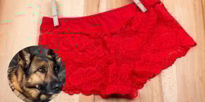 Owczarek niemiecki i bielizna