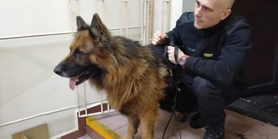 Deutscher Schäferhund und ein Stadtpolizist.