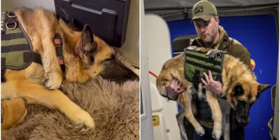 owczarek niemiecki w samolocie wojskowym z opiekunem