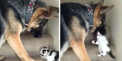 Owczarek Tennyson z kotkiem Moo