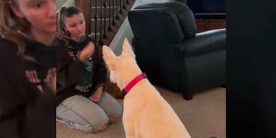 Owner communicating with deaf dog