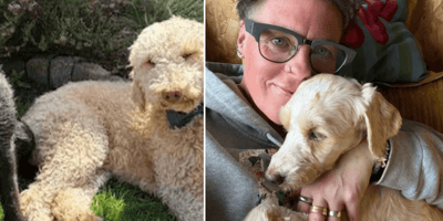 Owner hugging Winston, a Poodle cross rescued by RSPCA