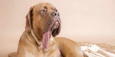 Der Hund Ozzy