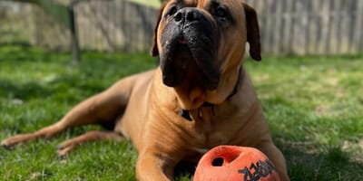 Pablo is op zoek naar iemand die hem adopteert. Ben jij diegene?