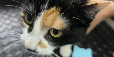 pacita-gata-adopcion-valladolid