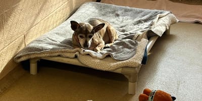 Paco, een oudere hond terug in het asiel