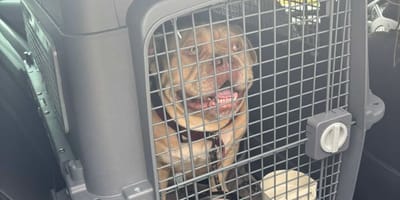 Pako, the dog abandoned in a taxi
