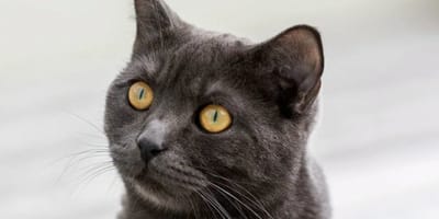 Pandora, chatte British Shorthair noire, a retrouvé sa famille six ans après un accident de voiture