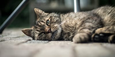 Paniek in Oosterbeek vanwege vergiftiging honden en katten