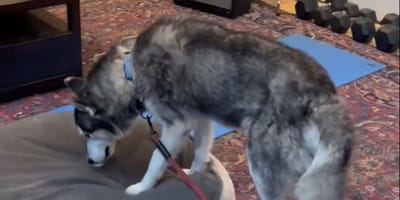 Dog bed