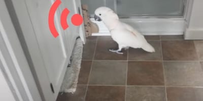 Papagei schimpft
