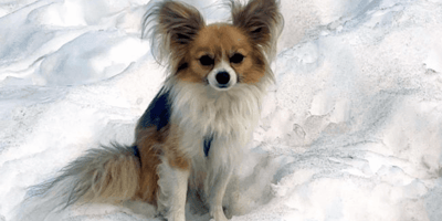 Papillon rescues owner from glacier