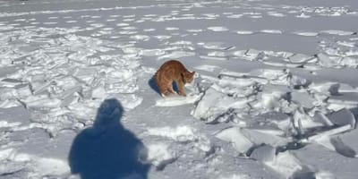 Frozen park in the snow