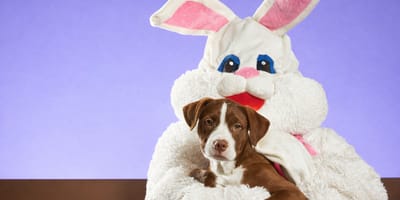 Pasen vieren met honden en katten in huis?