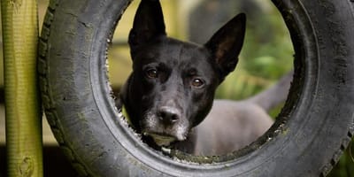 Pasha, de Stafford die graag geadopteerd wil worden