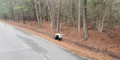 pastore tedesco trasportino strada