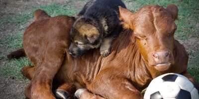 pastore tedesco e vitellino