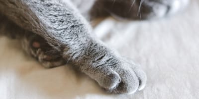Kattenpoot