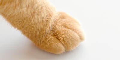 zampa gatto rosso