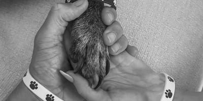patte chien et famille