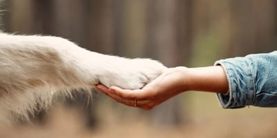 patte chien et main