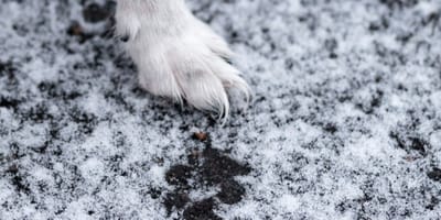 Patte d'un chien dans la neige