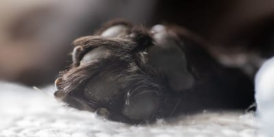 Zampa di cane
