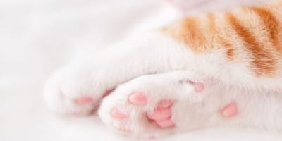 pattes chat