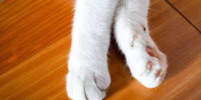 A white cat's paws