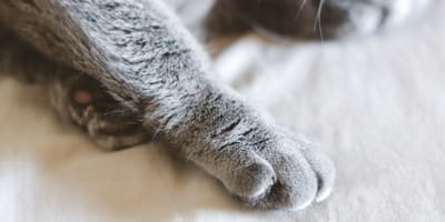 pattes chat gris