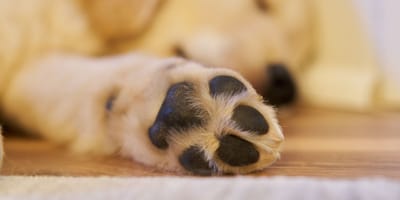 Pattes chiot Golden Retriever