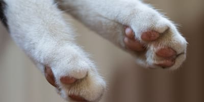pattes d'un chat