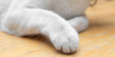 A cat's paws