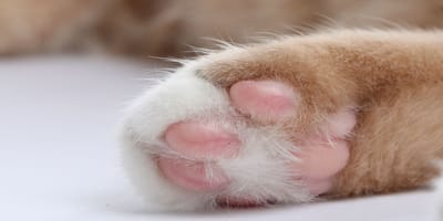 Zampe di un gattino