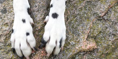 Poten van een Dalmatiër