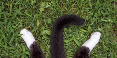 Le Bon Coin Une Annonce Qui Donne La Nausee Pour Un Chat Momifie