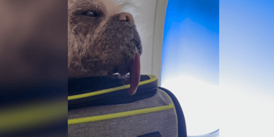 Peggy the Pugese looking out of plane window