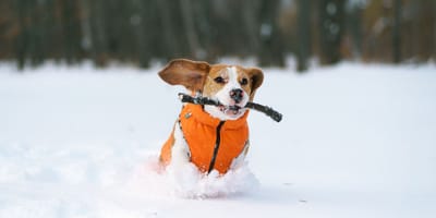 peis w ubranku na śniegu